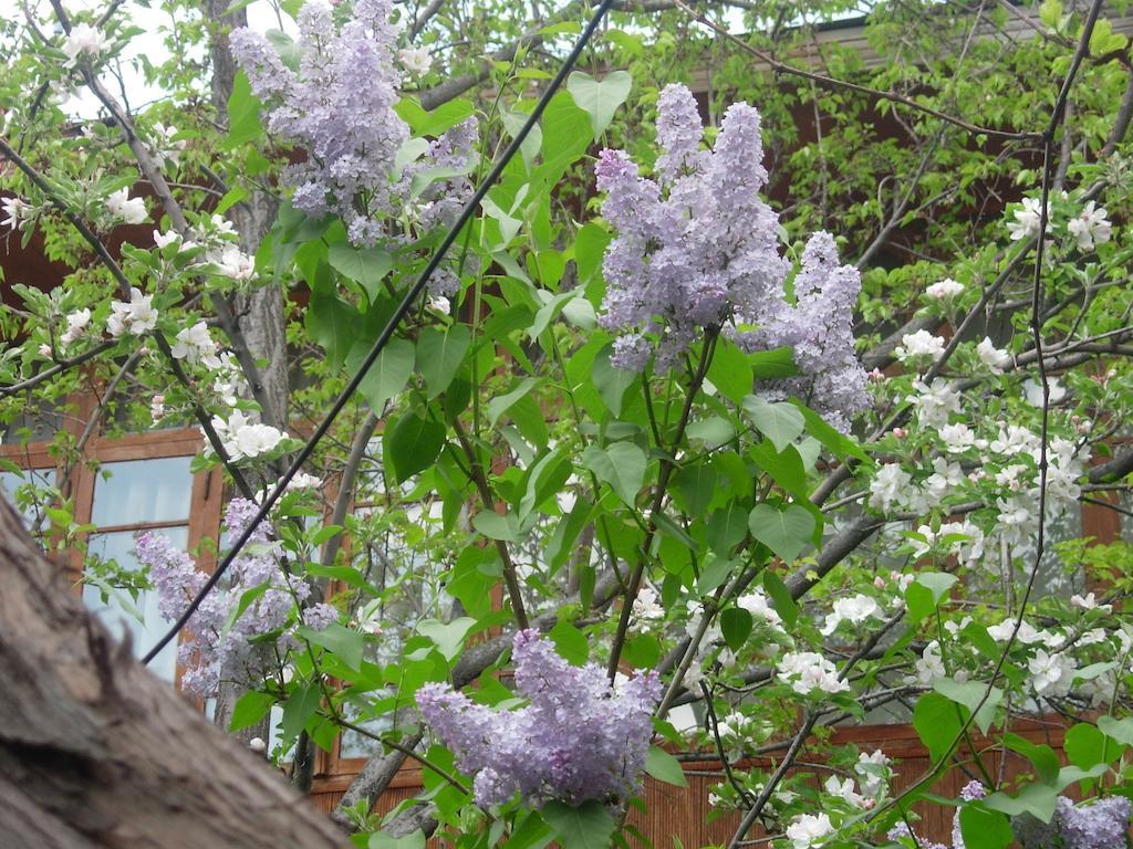 B&B Bahodir Самарканд Екстериор снимка
